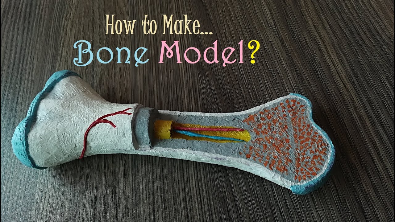 How to make Bone Model | Holiday Homework