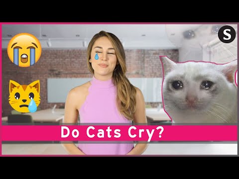 Do Cats Cry? - YouTube