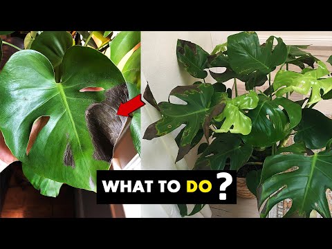 This is why your Monstera leaves turning BLACK