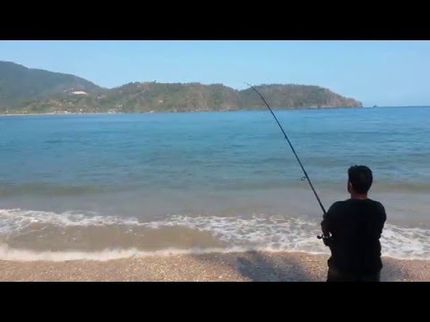 sting ray while surf fishing in the north coast of Trinidad