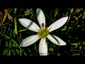 A Few Seconds In A Bug S Life 4K