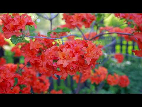 Ntawv Tsis Sib Raug Instrumental