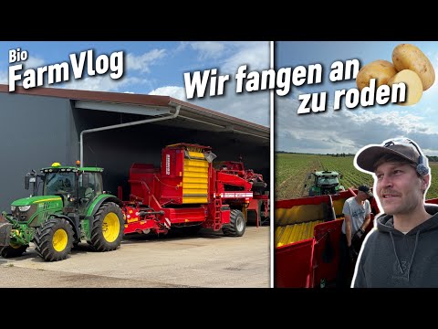 The first potatoes are out - spelt yield continues to rise / Vlog 190