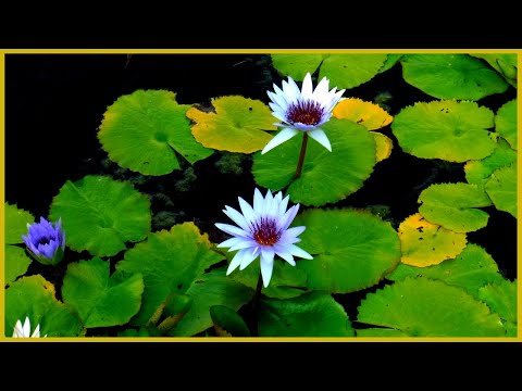 Plants and the City: Chicago's Garfield Park Conservatory | Short Nature Documentary