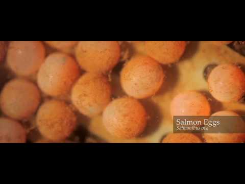 The River Lee story: 'River Runner': documentary film on Cork's beloved River in southern Ireland.