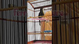 Download lagu Suara Poksay Gunung Slamet Sama Persis Kuntilanak‼️#shorts #poksay #masteranburung mp3 Download lagu Suara Poksay Gunung Slamet Sama Persis Kuntilanak‼️#shorts #poksay #masteranburung mp3