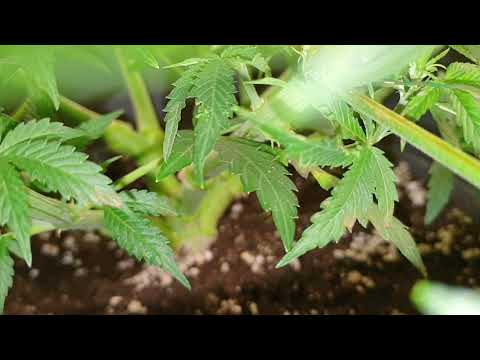 🍁(Tag41)🌱Gelato 33# Auto&Ice Cream Gefängnis Cannabis Experimente#cannabiskunst #Cannapeace