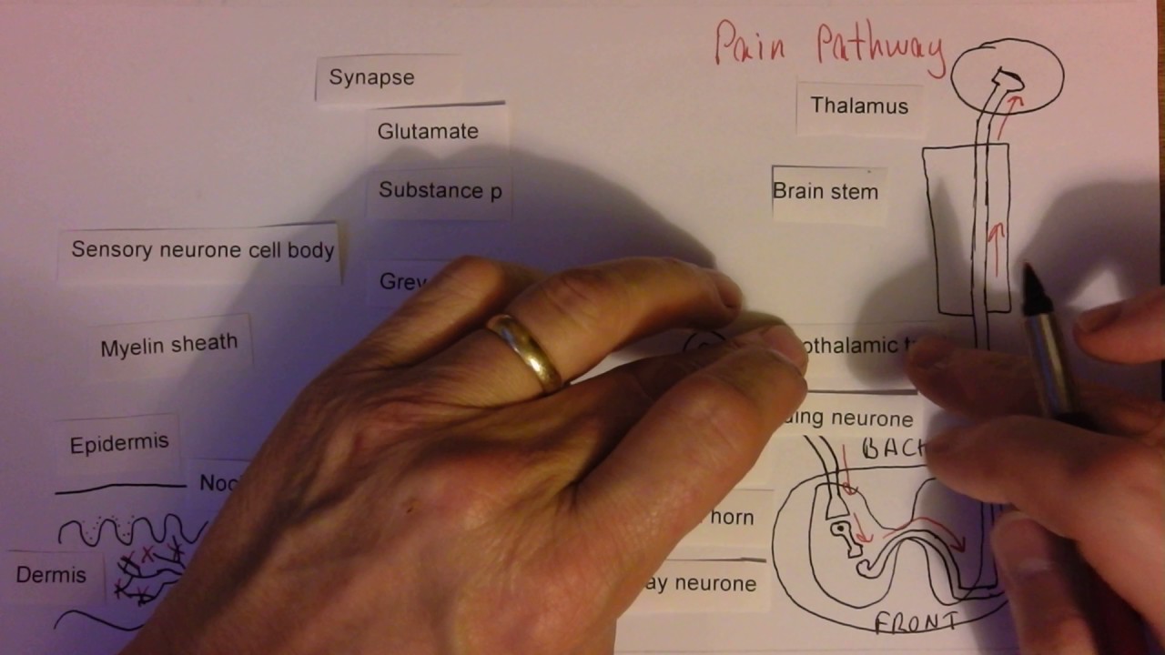 Pain pathways