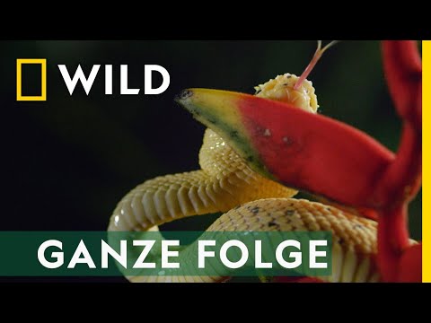 Killer aus dem Dschungel - Ganze Folge | Tod bei Nacht