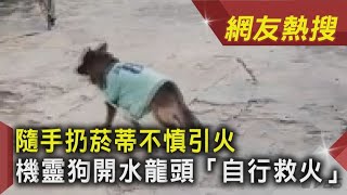 [問卦] 有沒有祖國神犬糯米的卦?