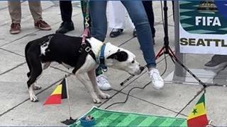 Molly the dog picks Senegal to win Wednesday’s World Cup match