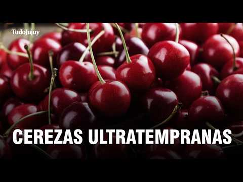 Cerezas ultratempranas en Jujuy: cómo fue la cosecha en Monterrico