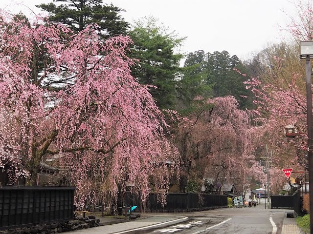 2023 [Kakunodate Cherry Blossoms] Blooming Status April 8th