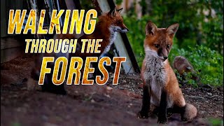 Walking Through the Forest - Children's Song (Great for Distance Learning)