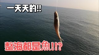 台中港一天天的....滿海都是魚...#fishing #釣り #어업 #ตกปลา #pangingisda #釣魚