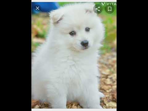 cute pets /sailaja crazy ideas