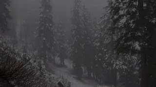 Despite The Falling Snow