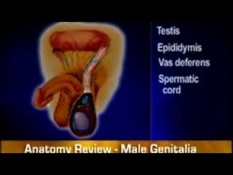 Bates Guide To Physical Examination And History Taking - Masculine Genitalia, Rectum And H  