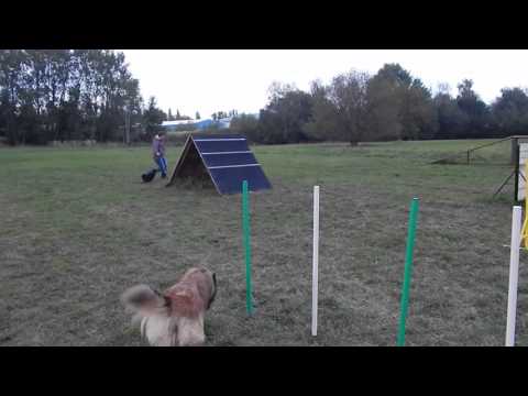 Tibetský španěl - trénink Agility
