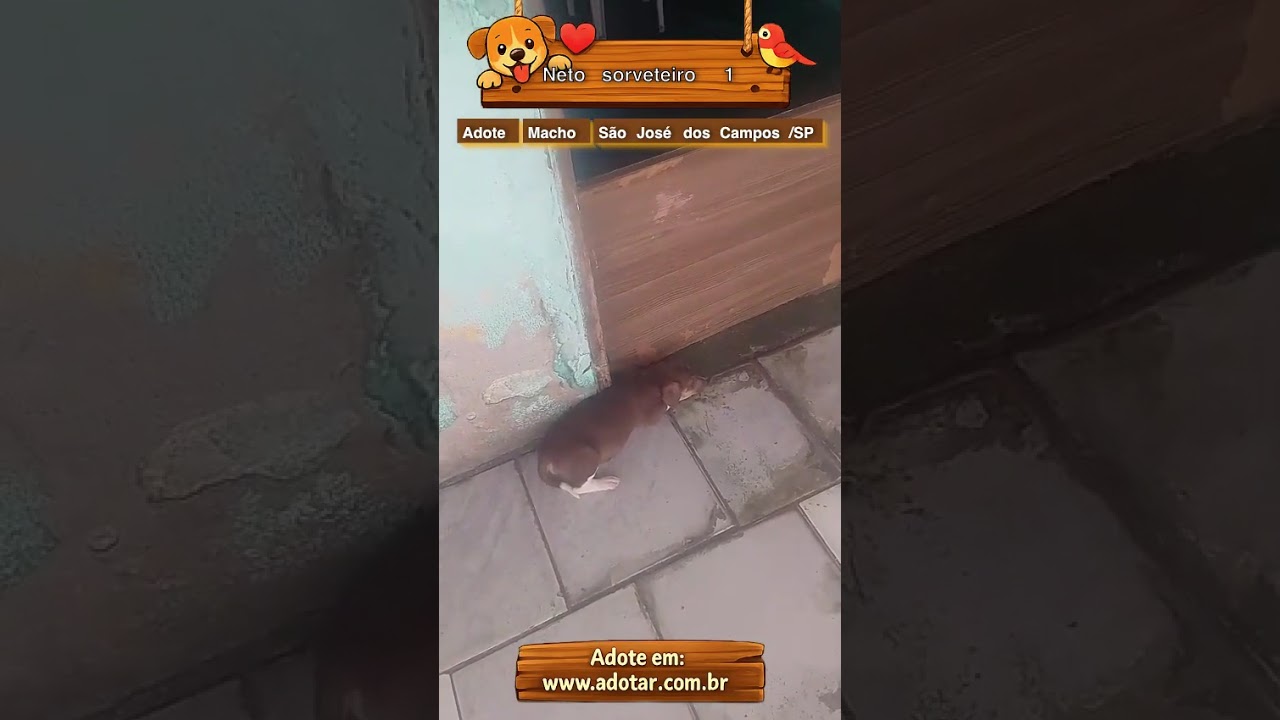 Cachorro raça SRD-ViraLata idade 2 a 6 meses nome Neto sorveteiro 1