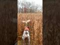 Pheasants On Point #pheasanthunting #germanshorthairedpointer #gsp #hunting #birdhunting