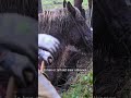 PAARD IN NOOD uit sloot GERED | #shorts