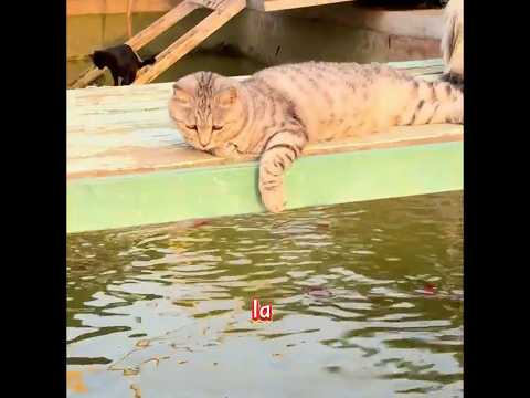 Esta mujer convirtió un terreno baldío en un paraíso para gatos callejeros#funny #pets #shuorts