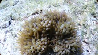 20161030 小琉球岸潛14 - 小隻小丑魚X3