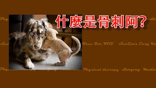 SunGuts#5 - 骨刺產生的原因與預防