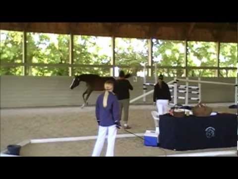 KWPN Kuering Free Jumping , Iron Spring Farm