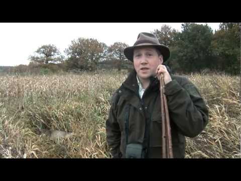 Roe stalking in Hampshire – poaching problem Roe stalking in Hampshire – poaching problem