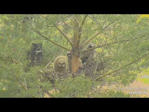 Great Horned Owls at Rogers' Place ~ Charlo, Montana, USA / Explore.org