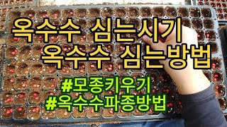 [옥수수재배] 옥수수 심는시기와 심는방법