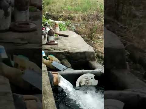 pagsusuyod ng linang bago taniman ng palay