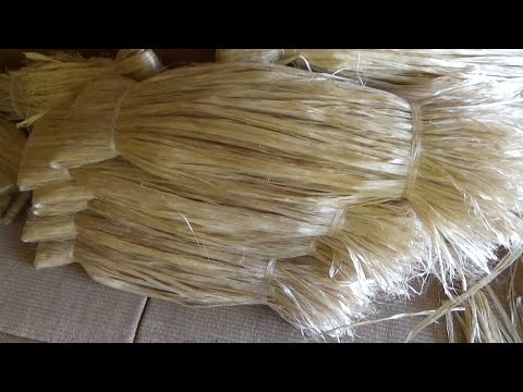 園芸 庭で大麻を育てる