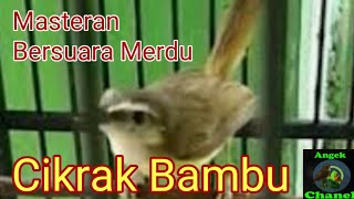 Download lagu SUARA BURUNG CIKRAK BAMBU mp3