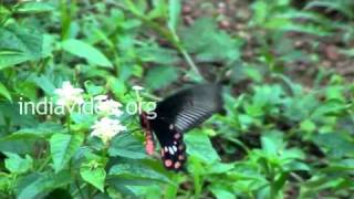 Butterflies of Kerala - Common Rose  