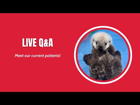 問與答與救援中心的病人見面 (Q&A: Meet the Patients at the Rescue Centre)
