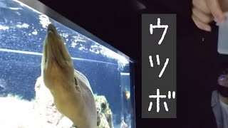ウツボちゃんの朝ご飯は？