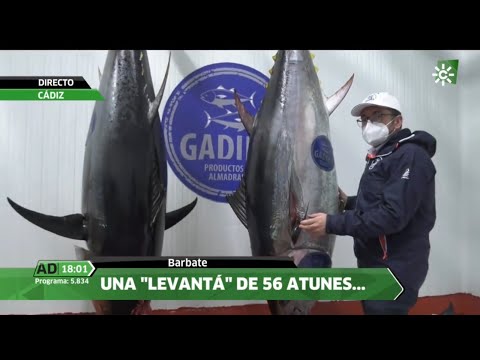 Ronqueo del atún rojo salvaje de almadraba. GADIRA. Andalucía Directo 21/4/21. Barbate (Cádiz).