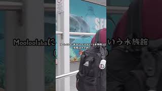 サンシャインコーストの水族館に行った日🐠#オーストラリア#海外生活 #育児#お出かけ#オーストラリア生活#海外育児