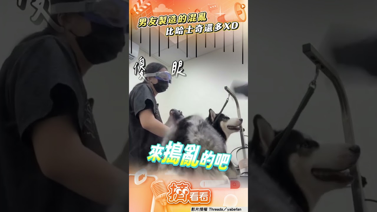 影音/男友支援女友寵物美容 吸狗毛「失控掙扎」哈士奇露關愛眼神