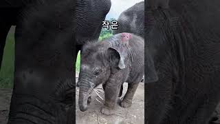 Download lagu 가려울 땐 역시 코로 나무 막대기 긁긁! 천재 아기 코끼리 키키 🐘 When it itches, scratch a wooden stick with your trunk! mp3