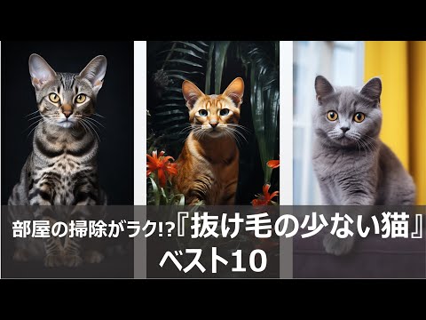 抜け毛が少ない猫の品種