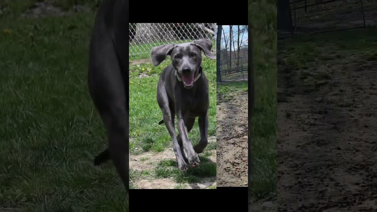 Micah, an adopted mixed breed in Shippenville, PA video 6/6