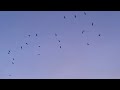 What A Karuvaad Song Velai Illa Pattadhaari WhatsApp Status Tamil Vibe Trendy Creations