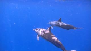 preview picture of video 'Snorkeling with Dolphins on the Waianae Coast'