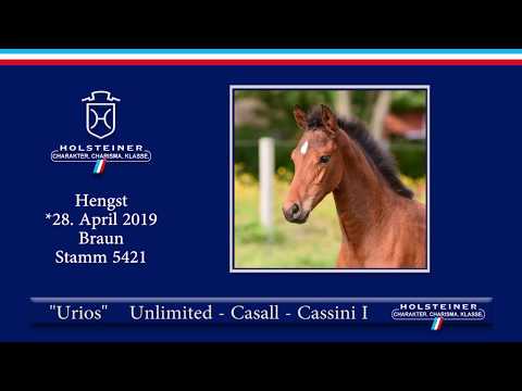 Holsteiner Elite-Fohlenauktion 2019 - Nr. 33 Urios v. Unlimited-Casall