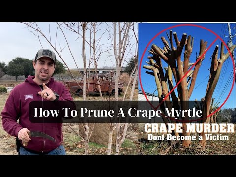 How To Prune A Crape Myrtle
