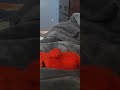 Tickle Me Elmo Covid 19